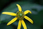 Cutleaf coneflower